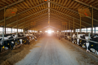Além do gado, João Eustáquio De Almeida Junior explica como a expansão territorial se consolida como uma estratégia inteligente para fortalecer e diversificar os negócios no campo.