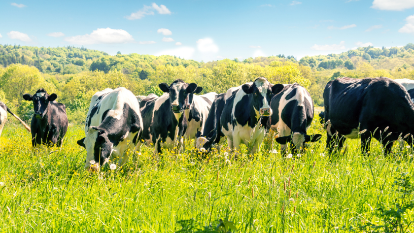 Ao olhar além do gado, João Eustáquio De Almeida Junior destaca a expansão territorial como um caminho estratégico para crescimento, escala e sustentabilidade no agronegócio.